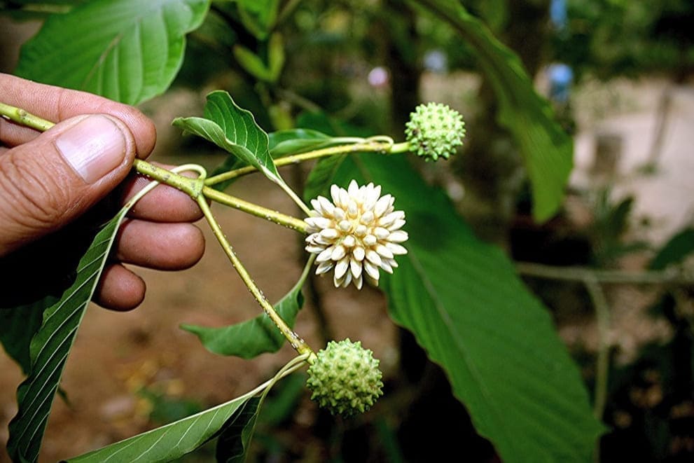 Mitragyna speciosa